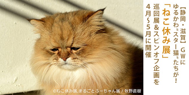 nekoyasumi