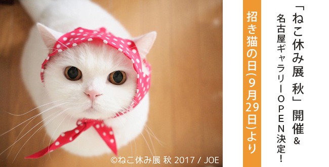 nekoyasumi