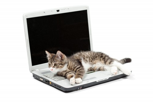 Little tabby kitten lays on a laptop