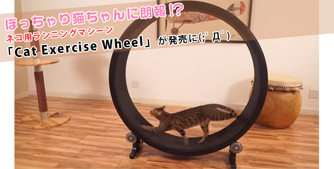 新製品 ぽっちゃり猫ちゃんに朗報 ネコ用ランニングマシーン Cat Exercise Wheel