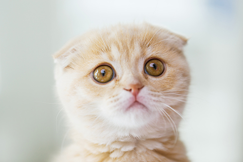 pets, animals and cats concept - close up of scottish fold kitten