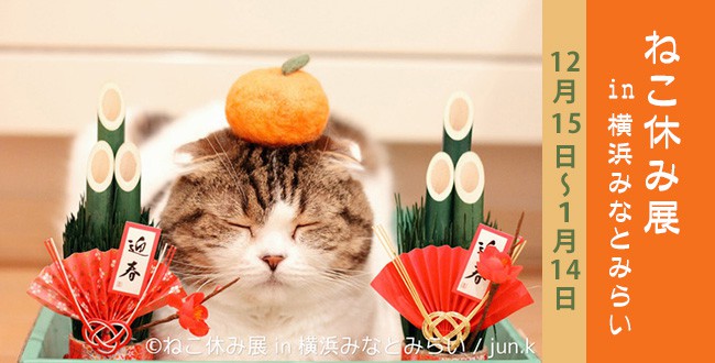 nekoyasumi