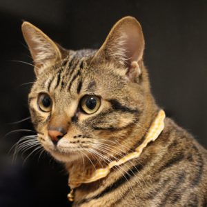 とらねこ 27575973_s-300x300.jpg