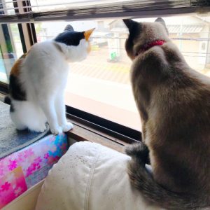 ニャルソックとは？飼い猫の安全対策を徹底解説