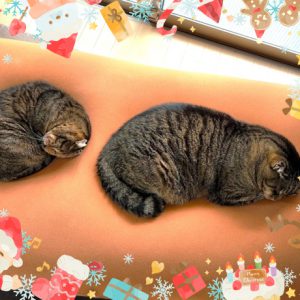 【クリスマス特集】猫が喜ぶヨギボーの選び方！