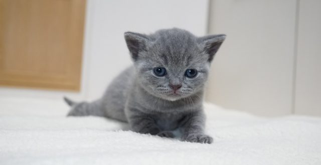mofoo ～モフー～お洒落 猫生活マガジン～