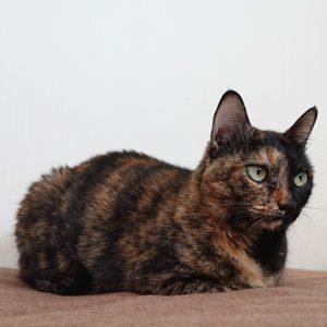 mofoo ～モフー～お洒落 猫生活マガジン～