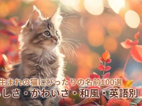 11月生まれの猫にぴったりの名前100選｜秋らしさ・かわいさ・和風・英語別