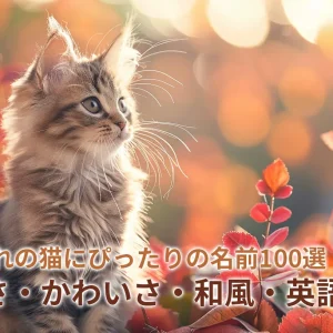 11月生まれの猫にぴったりの名前100選｜秋らしさ・かわいさ・和風・英語別