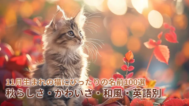 11月生まれの猫にぴったりの名前100選｜秋らしさ・かわいさ・和風・英語別