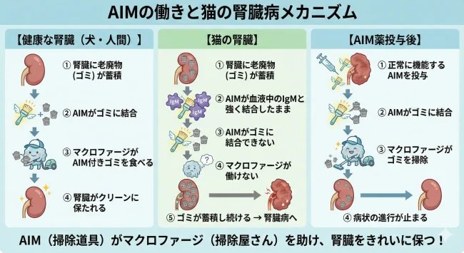 AIMの働きを説明する比較図