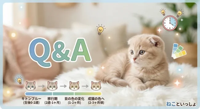 Q&A:キトンブルーについてよくある質問