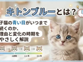 キトンブルーとは？子猫の青い目がいつまで続くのか、理由と変化の時期をやさしく解説