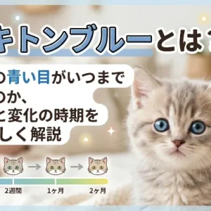 キトンブルーとは?子猫の青い目がいつまで続くのか、理由と変化の時期をやさしく解説