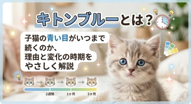 キトンブルーとは?子猫の青い目がいつまで続くのか、理由と変化の時期をやさしく解説